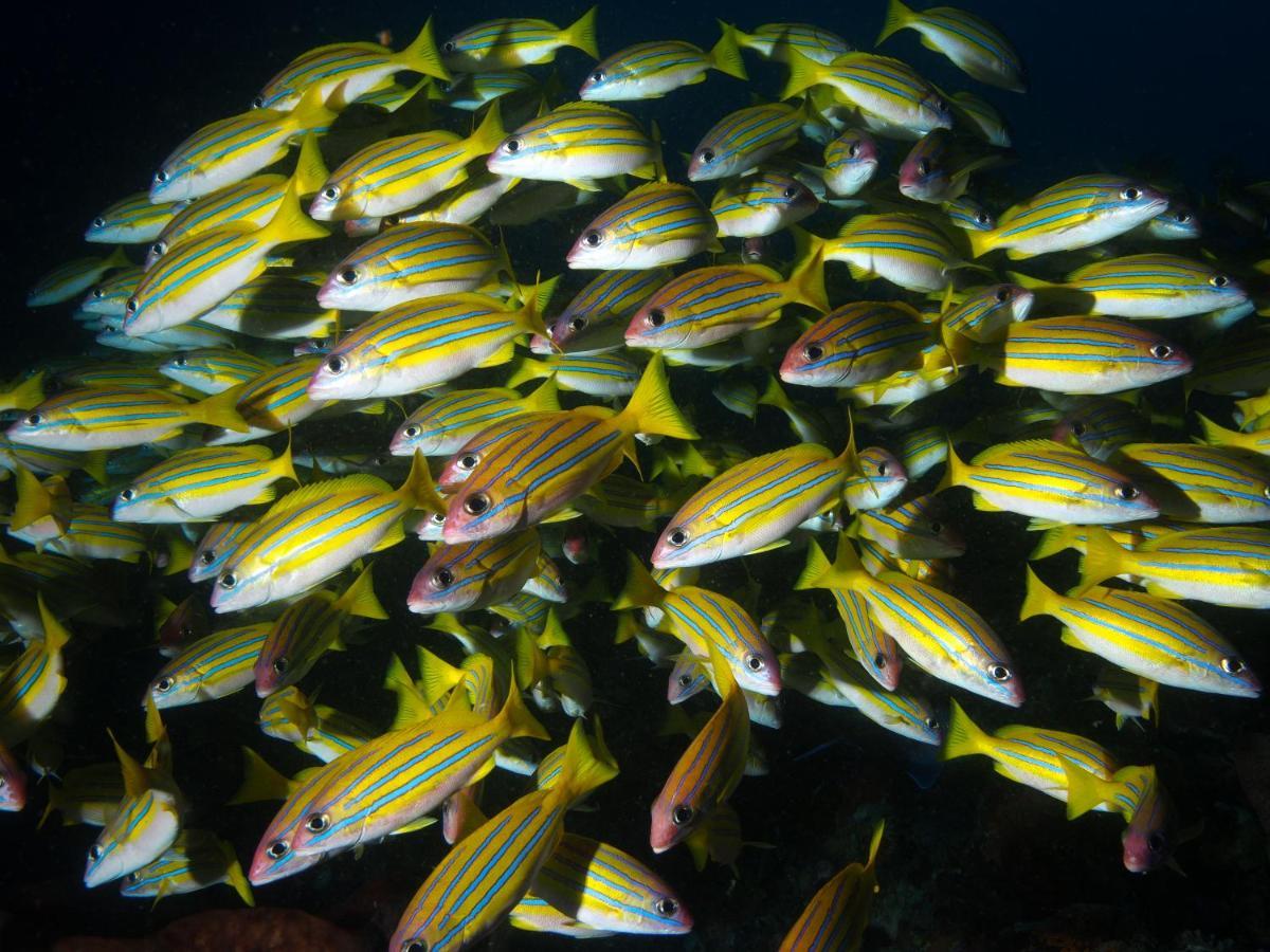Blue Bay Divers Likupang Bangka Exteriér fotografie